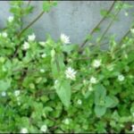 Winter annual: Chickweed