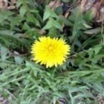 Summer weed: Dandelion